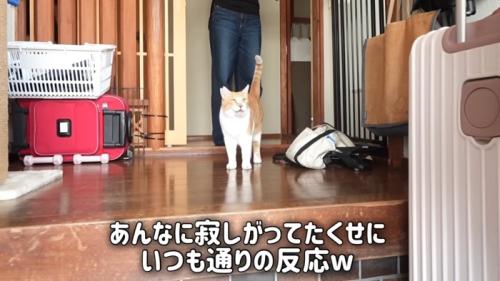 上を見る猫