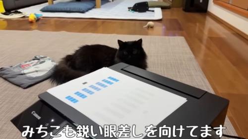 テロップ「みちこも鋭い眼差しを~」