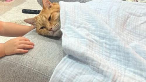 寝ている猫