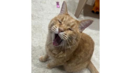 あくびしている猫