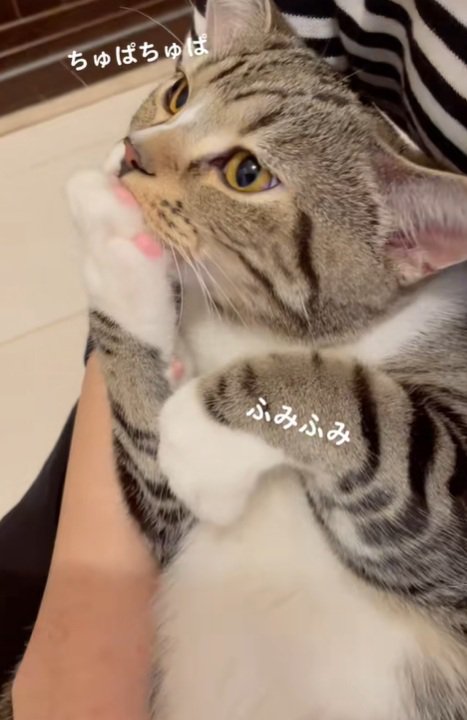 手を吸う猫