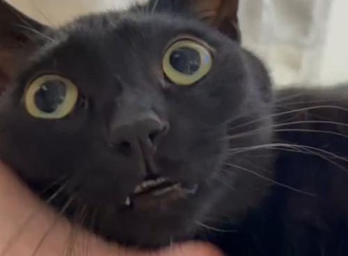 右斜め上を見る猫