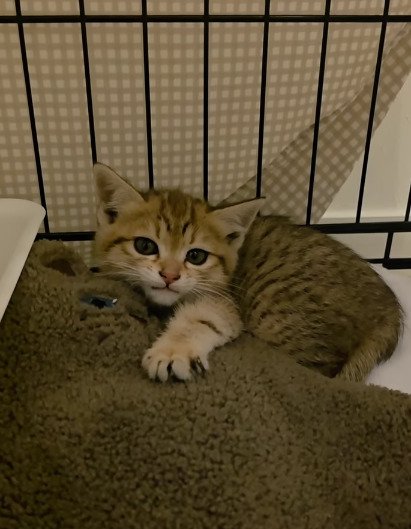 毛布にしがみつく子猫