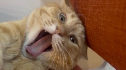 あくびしている猫