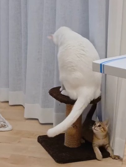 しっぽであそぶ子猫