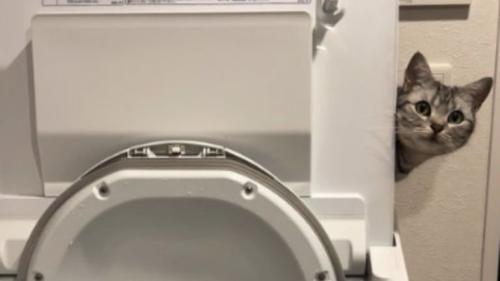 洗濯機の陰にいる猫