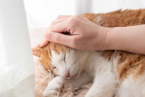 撫でられるチャトラ