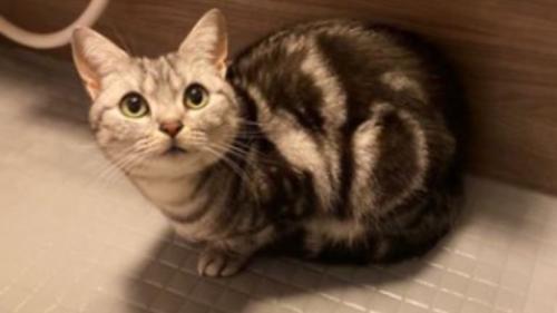 お風呂にいる猫