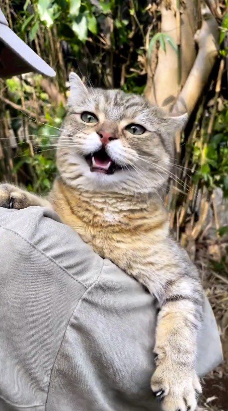 飼い主に抱っこされて鳴き声をあげる猫