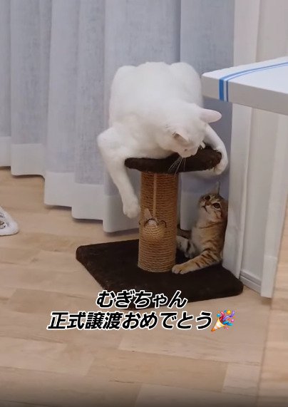 見つめ合う2匹の猫