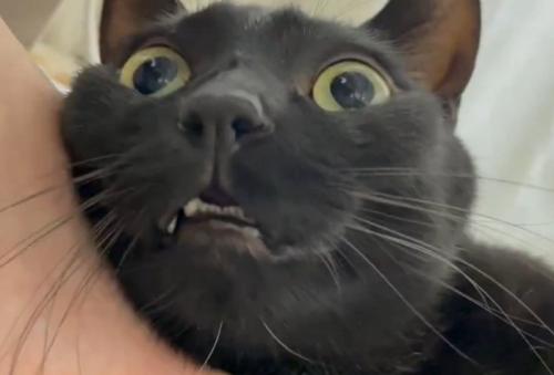 上を見る猫の下からのアングル