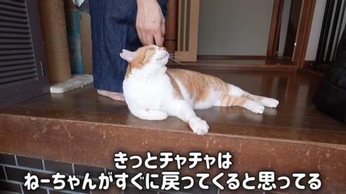 頭をなでられる猫