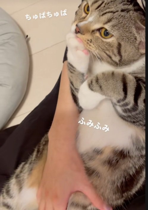 ひたすら吸う猫