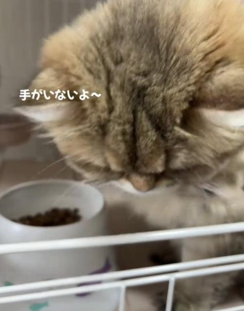 手を探す猫