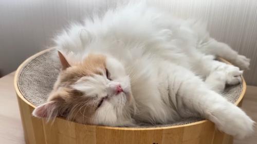 眠るレモンくん