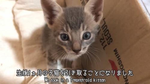見上げる子猫