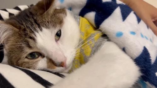 毛布をかけられ抱っこされる猫