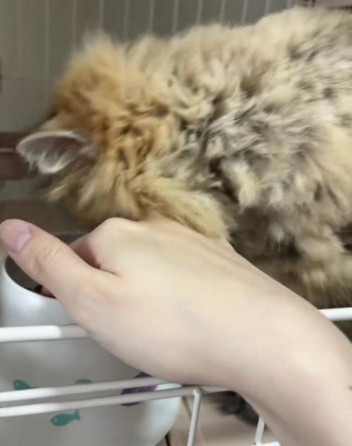 食べようとする猫