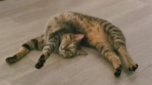 寝転がる猫