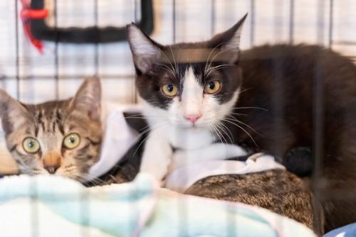 ケージに入る猫