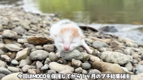 テロップ「今回はMOCOの～」