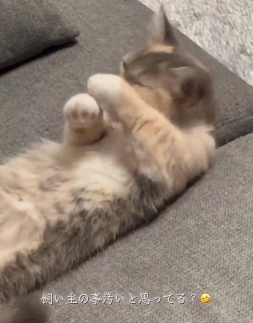 毛づくろい中の猫