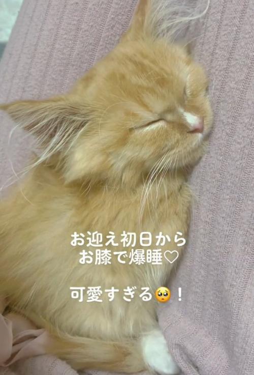 眠る猫