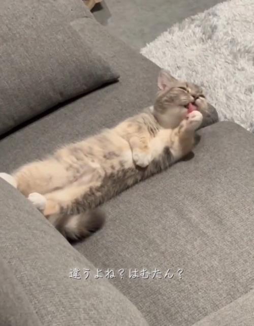 左手を舐める猫