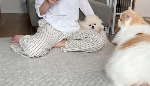 飼い主さんにくっつくポテチくん