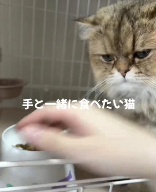 手を見つめる猫