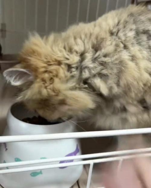 ご飯を食べようとする猫