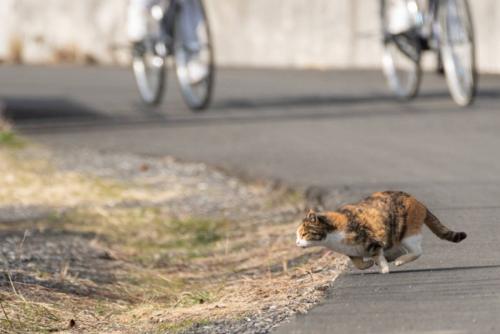 道路に逃げ出す猫