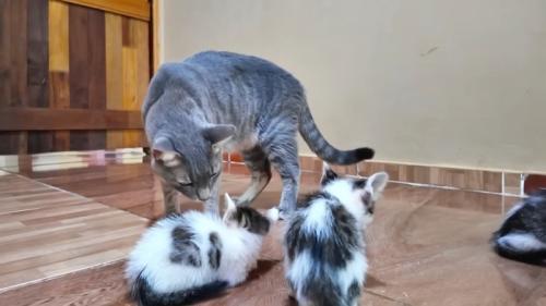 子猫に近づく成猫