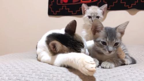 3匹の猫