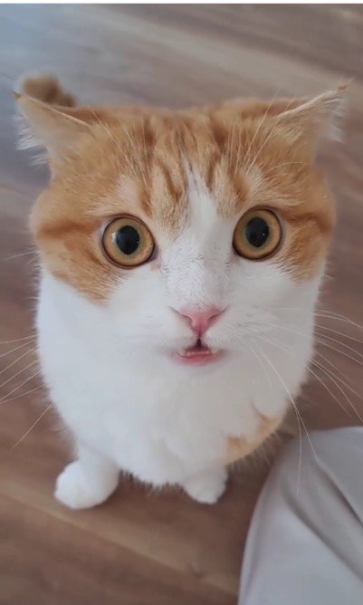 座っている猫