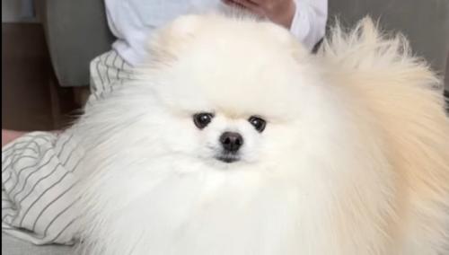ポテチくんのアップ