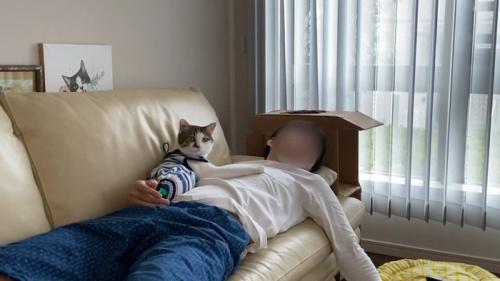 人のお腹の上に乗る猫