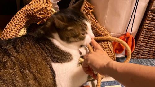 噛んでいる猫