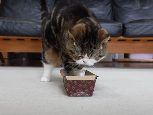 型に入る猫