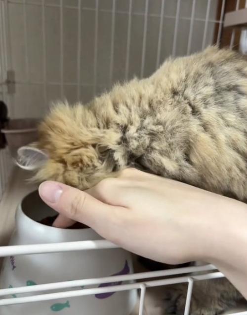 お皿に顔を突っ込む猫