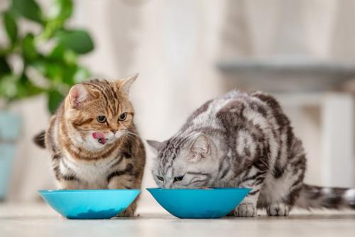キャットフードを美味しそうに食べる2匹の猫