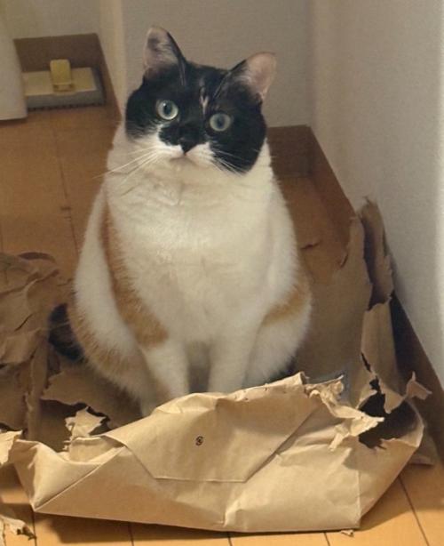 破れた紙袋の上にいる猫(体全体のアップ)