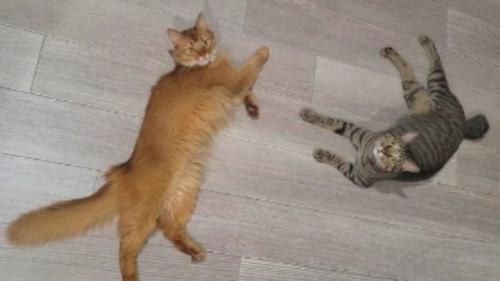 寝転がる2匹の猫