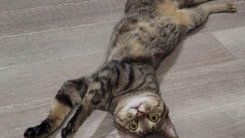 寝転がる猫