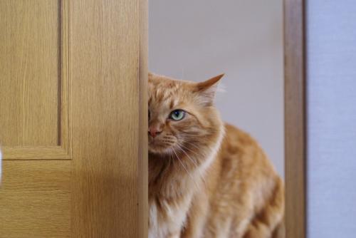 扉の影から様子を伺う猫