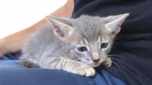 しょんぼりした子猫