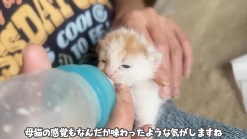 テロップ「母猫の感覚も～」