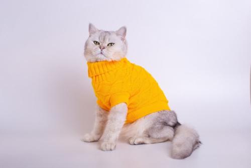 服を着ている猫