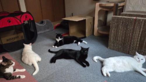 室内にいる猫たち