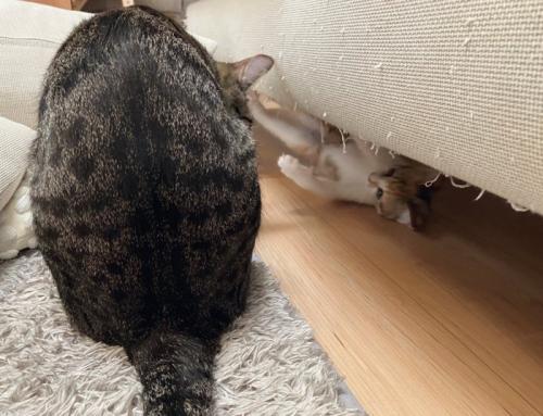 暴れる子猫を見つめる成猫